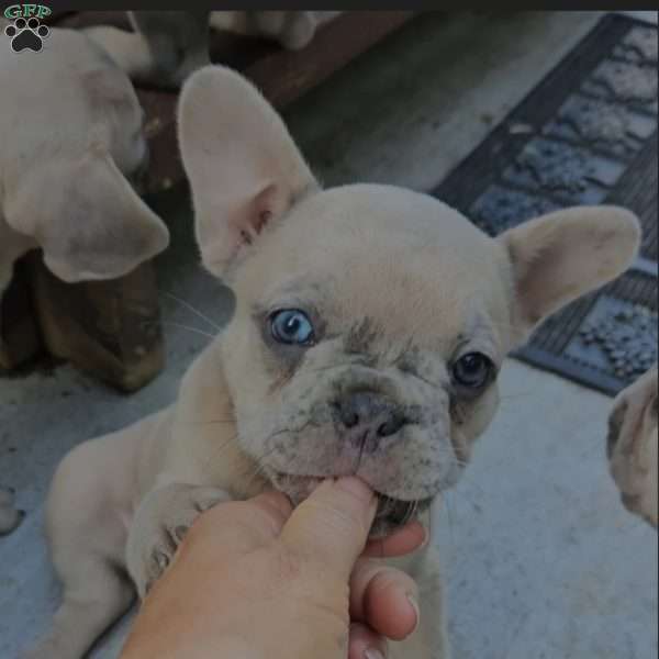 Luna, French Bulldog Puppy